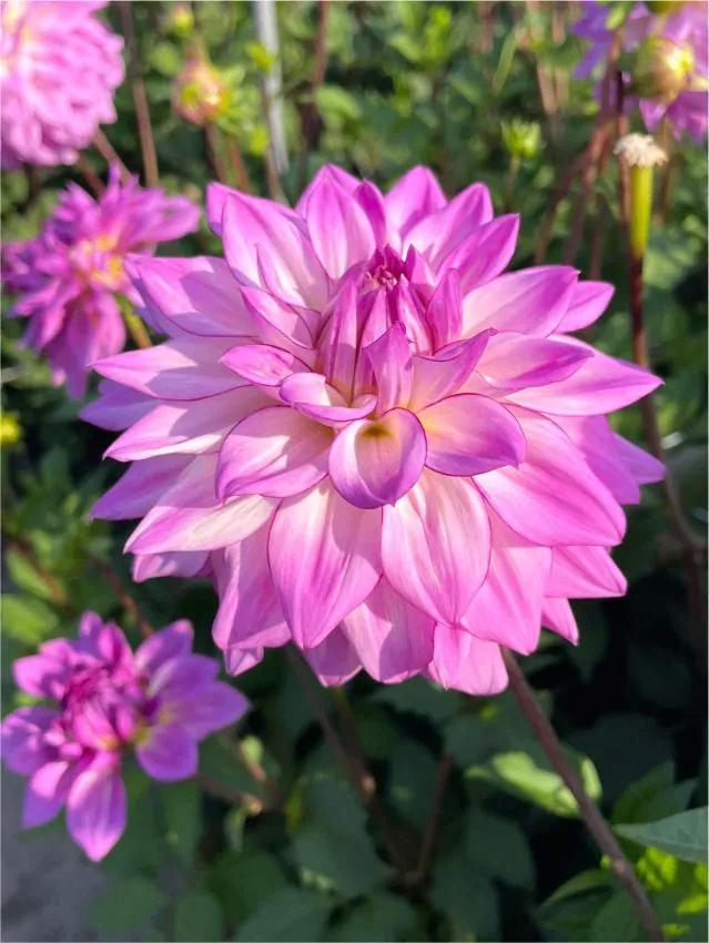 Dahlia Lake Michigan knollen, Tuin en Terras, Bloembollen en Zaden, Knol, Voorjaar, Volle zon, Ophalen of Verzenden