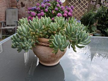 Pachyphytum binnen of buiten beschikbaar voor biedingen