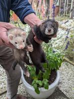 Fret,  ram gezocht, Mei, Mannelijk