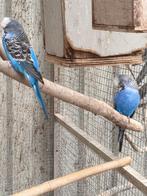 engelse parkieten, Dieren en Toebehoren, Vogels | Parkieten en Papegaaien, Vrouwelijk, Parkiet