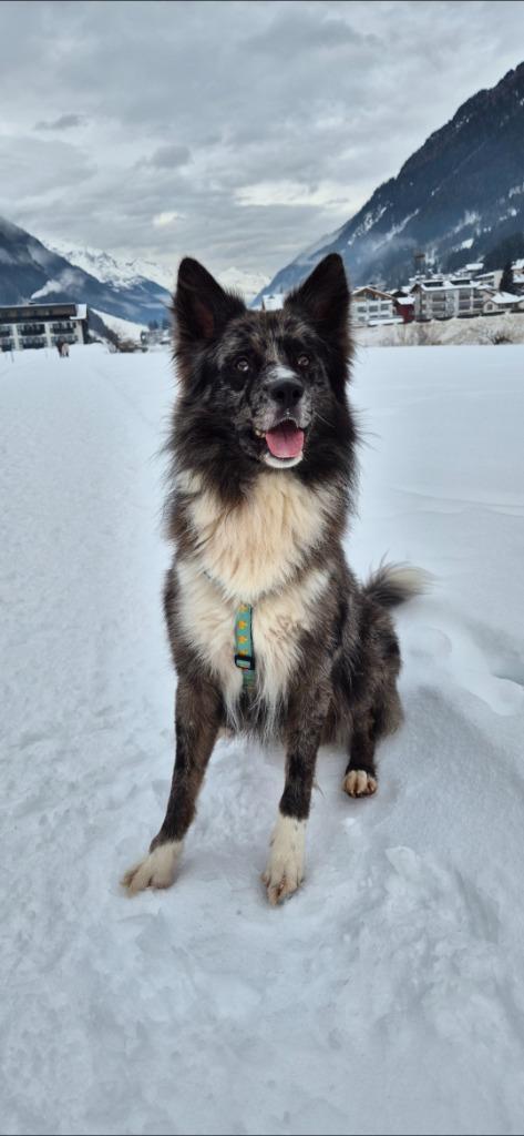 Dekreu border collie x duitse herder, Dieren en Toebehoren, Honden | Dekreuen, Reu, Particulier, Eén hond, Buitenland, 1 tot 2 jaar