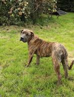 Te koop Presa-Canario x Rottweiler x Boerboel, 1 tot 2 jaar, Teef, Eén hond, Rottweiler