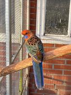 Pennant rosella, Dieren en Toebehoren, Vogels | Parkieten en Papegaaien, Meerdere dieren, Parkiet, Geringd