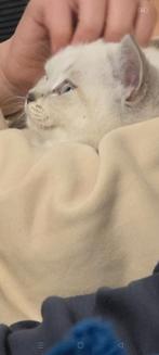 Britse korthaar kitten, Dieren en Toebehoren, Poes, 0 tot 2 jaar