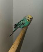 Split Blackface split blackwing split dunfelo vrouw, Vrouwelijk, Parkiet, Geringd