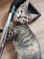 4 Kittens 🩷 3 meisjes en 1 mannetje 🩵, Meerdere dieren, Kortharig, 0 tot 2 jaar