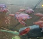 Red acaras juweel cichliden, Dieren en Toebehoren, Vissen | Aquariumvissen