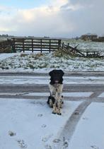 Stabij reu te koop,1 jaar, Dieren en Toebehoren, Honden | Niet-rashonden, Reu, 1 tot 2 jaar, Eén hond, Middel