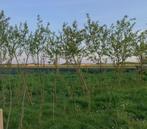 Knotwilgen te koop, Tuin en Terras, Planten | Bomen, Ophalen, Volle zon, Overige soorten, 250 tot 400 cm