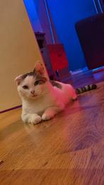 Lieve huiskat zoekt een nieuw baasje., Kater