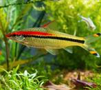 Goed tehuis gezocht voor 2 torpedobarbelen, Dieren en Toebehoren, Vissen | Aquariumvissen, Vis