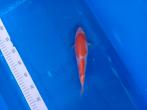 Te koop prachtige kohaku 30 cm a 35 cm, Karper of Koi