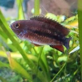 Nannacara anomala – Dambordcichlide | zoetwater aquarium  beschikbaar voor biedingen
