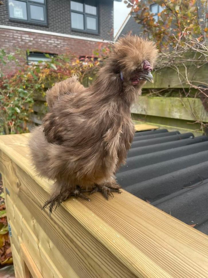 Zijdehoen haan, Dieren en Toebehoren, Pluimvee, Kip, Mannelijk