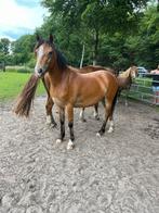 Mooie pony, Dieren en Toebehoren, Pony's, Merrie, Onbeleerd, C pony (1.27m tot 1.37m), 3 tot 6 jaar