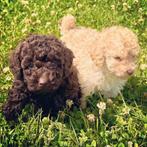 Toy poedel puppys mini toy poedels pup, Poedel, Rabiës (hondsdolheid), 8 tot 15 weken, Meerdere