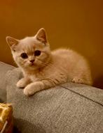 Britse korthaar kitten met stamboom - Officiële Cattery, Dieren en Toebehoren, Katten en Kittens | Raskatten | Korthaar, Kater