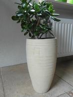 vetplant huiskamerplant + hoge bloempot creme  62  cm H tot, Huis en Inrichting, Kamerplanten, Ophalen, Vetplant, Minder dan 100 cm