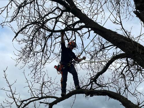 Boomverzorging: snoeien, kappen, stronken frezen, Diensten en Vakmensen, Tuinmannen en Stratenmakers, Tuinonderhoud of Snoeiwerk