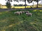 Texelaar dek rammen, Dieren en Toebehoren, Schapen, Geiten en Varkens, Mannelijk, Schaap, 0 tot 2 jaar