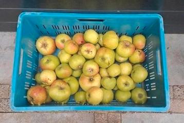 Apples Goudreinetten beschikbaar voor biedingen