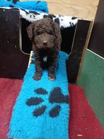 Mooie bruine Wetterhoun pup teefje, Overige rassen, 8 tot 15 weken, Teef, Eén hond