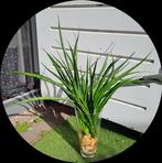 Grote Sansevieria Fernwood Punk stekken in vaas met stenen, Huis en Inrichting, Kamerplanten, Ophalen, Vetplant, Halfschaduw, In pot