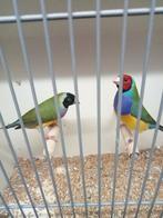 Diverse goulds, Dieren en Toebehoren, Meerdere dieren