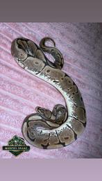 Ball python, Dieren en Toebehoren, Reptielen en Amfibieën, Slang, 0 tot 2 jaar