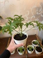 Pelargonium Graveolens Citroengeranium, Huis en Inrichting, Kamerplanten, Ophalen of Verzenden, Overige soorten, Volle zon, Minder dan 100 cm