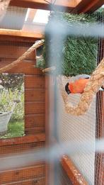 Noorse goudvinken  gezocht, Dieren en Toebehoren, Vogels | Overige Vogels, Meerdere dieren, Wildzangvogel