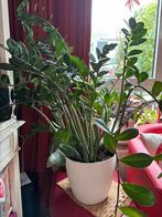 Grote Zamioculcas (ZZ Plant) in pot, Ophalen, 100 tot 150 cm, Overige soorten, Halfschaduw