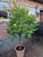 Citrusboom - Citrus calamondin, Tuin en Terras, Planten | Bomen, Ophalen, Volle zon, Overige soorten