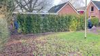 Thuja Brabant coniferen 250/300cm - 30 stuks, Ophalen, Conifeer, Haag, 250 cm of meer