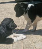 Friese stabij pups, Dieren en Toebehoren, Rabiës (hondsdolheid), Overige rassen, 8 tot 15 weken, Meerdere