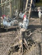 Bonte leghorns, Meerdere dieren, Kip