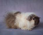 Ch teddy beer - choco/creme/wit, Dieren en Toebehoren, Knaagdieren, Cavia, Juni, Mannelijk, Tam