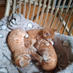 Kittens, Dieren en Toebehoren, Katten en Kittens | Overige Katten, Meerdere dieren