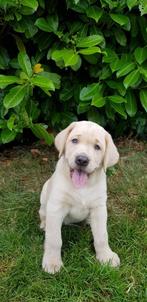 labrador pups, 8 tot 15 weken, Labrador retriever, Meerdere, Nederland