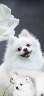Pomerian teef te koop, Dieren en Toebehoren, Teef, Eén hond, 3 tot 5 jaar, Nederland