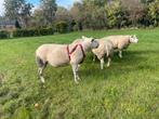 Engelse texelaar, Dieren en Toebehoren, Schapen, Geiten en Varkens, Mannelijk, Schaap