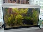Juwel 70 liter aquarium, Ophalen, Zo goed als nieuw, Gevuld zoetwateraquarium