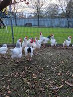 Prachtige Sussex kippen, Dieren en Toebehoren, Pluimvee, Vrouwelijk, Kip