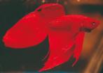 Kempvis man en vrouw - sierlijke vissen voor in uw aquarium, Vis, Zoetwatervis