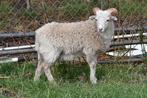 Lief quessant rammetje, Dieren en Toebehoren, Schapen, Geiten en Varkens, Mannelijk, Schaap, 0 tot 2 jaar