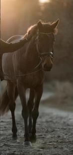 6 jarige merrie, Dieren en Toebehoren, Merrie, 160 tot 165 cm, Springpaard, 3 tot 6 jaar