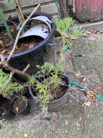 cola plant beschikbaar voor biedingen