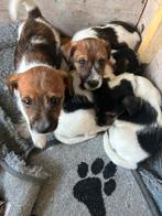 Jackrussel ruwharige pups, Jack Russell Terriër, 8 tot 15 weken, Meerdere, Meerdere dieren