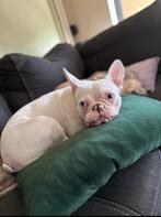 Snow(white) zoekt gouden mandje !!, Dieren en Toebehoren, Honden | Bulldogs, Pinschers en Molossers, 1 tot 2 jaar, Teef, Bulldog