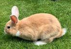 Tamme dwergkonijntjes, Dieren en Toebehoren, Meerdere dieren, Dwerg, Hangoor